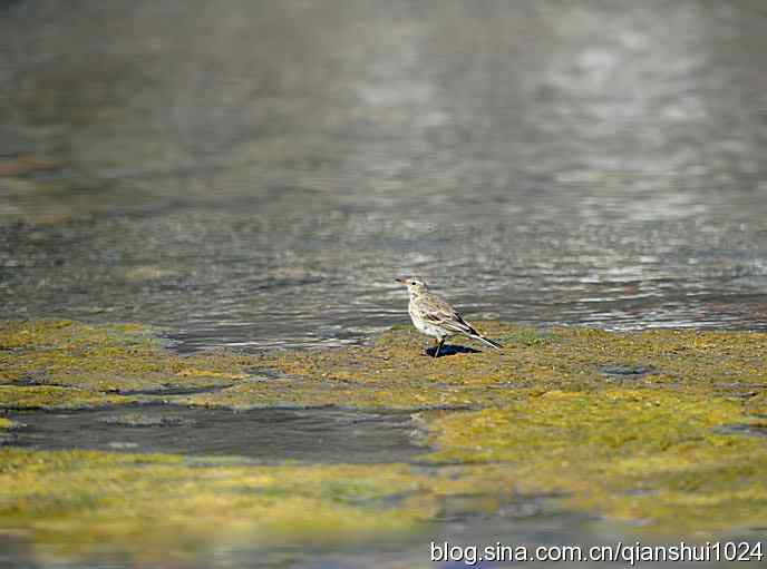 生境鸟片.风景独好