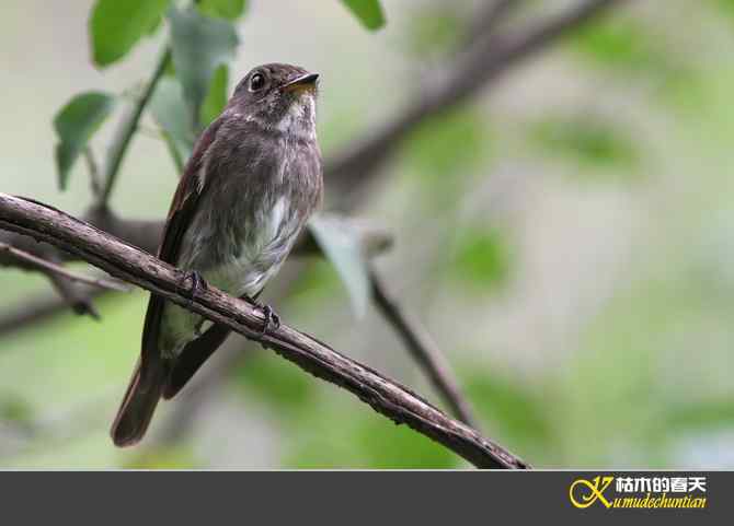 迁徙前哨鈥斺斘邡O【照片】