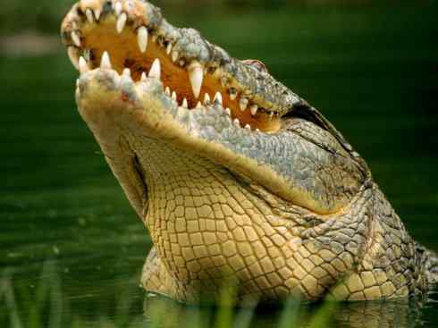 龙：传说的兽原型探秘（鳄类）