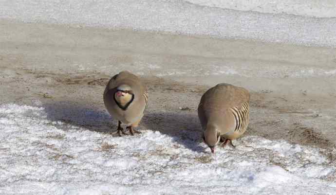 涧底有鸡鸣 wbr石上意踟躇