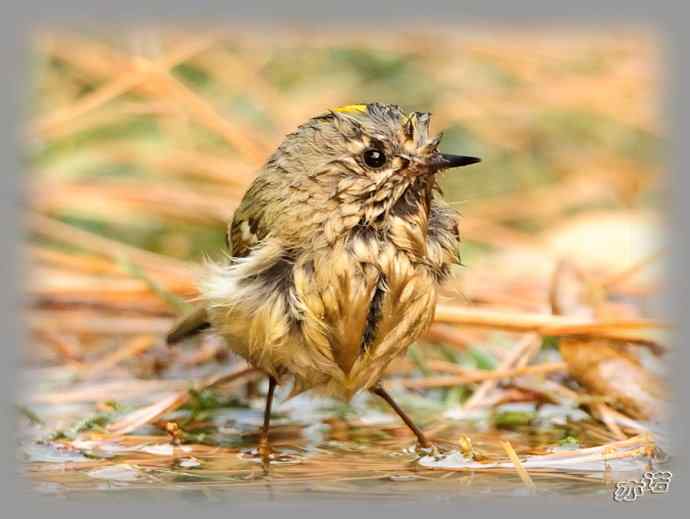 大年初三 wbr wbr戴菊洗涮 大年初三 wbr wbr戴菊洗涮