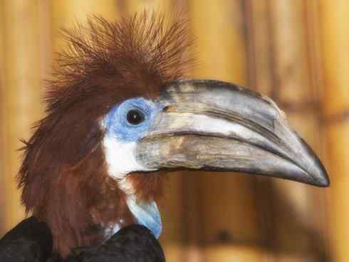 奇特的盔:盔犀鸟 奇特的盔:盔犀鸟