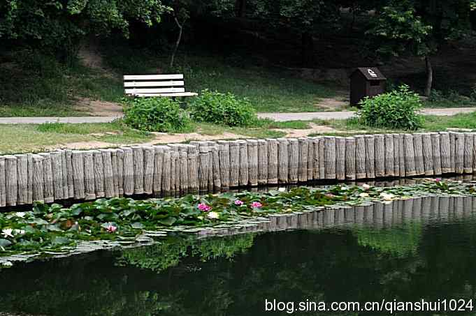 拍白眉姬鹟(植物园)