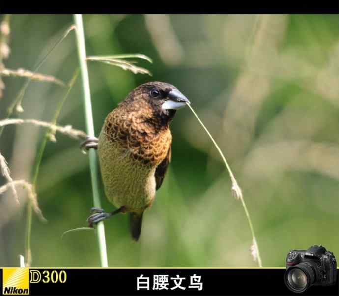 神奇的小池塘 神奇的小池塘