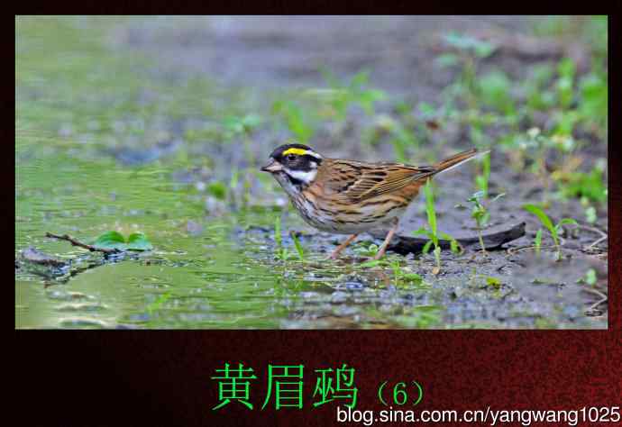 黄眉鹀(6) 黄眉鹀(6)