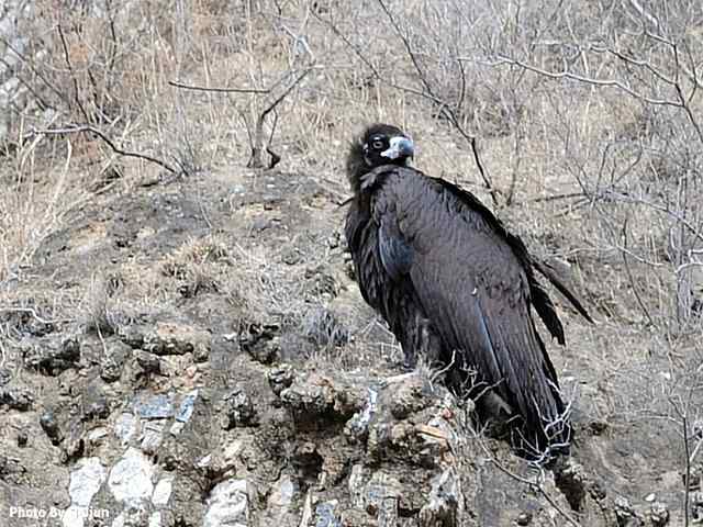 峡谷中 wbr. wbr沐浴阳光的秃鹫