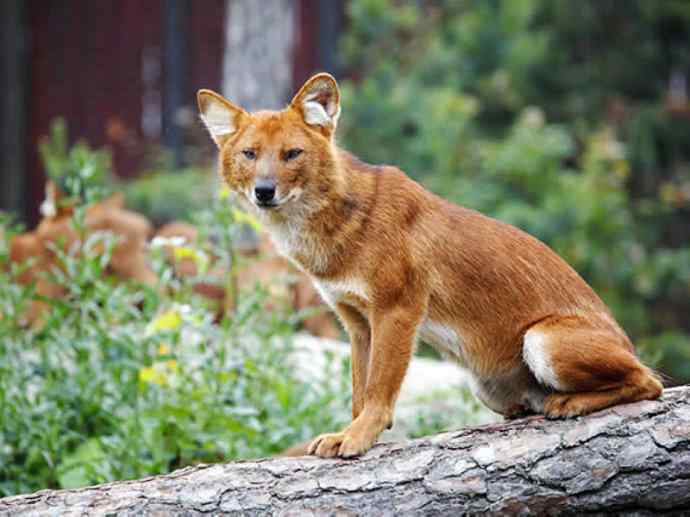 犬科：薮犬亚科豺属之豺