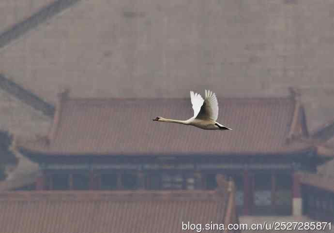 疣鼻天鹅飞临皇家园林