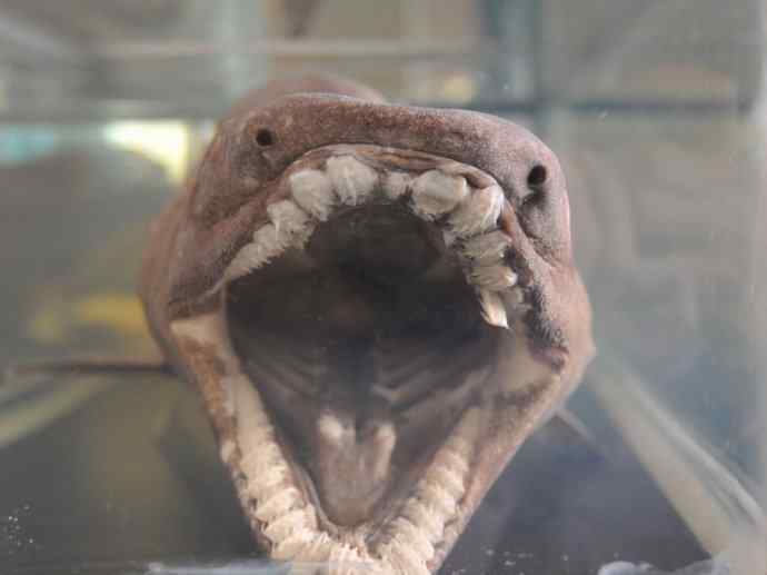 鱼类活化石：皱鳃鲨