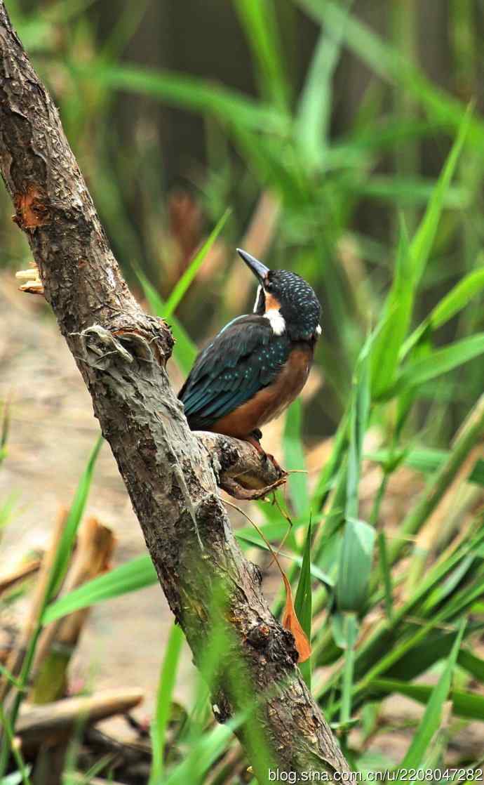 224.可爱小翠---翠鸟之吻