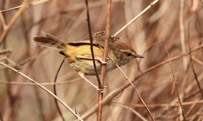 远东树莺、黄腹树莺、强脚树莺 远东树莺、黄腹树莺、强脚树莺