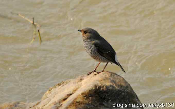 全方位观察红尾水鸲（组图）