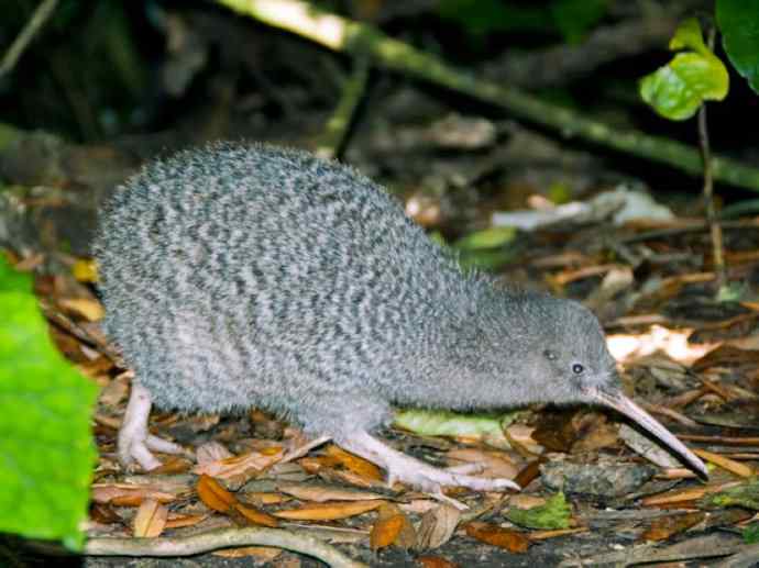 盘点十二大著名食蚁动物：短吻针鼹