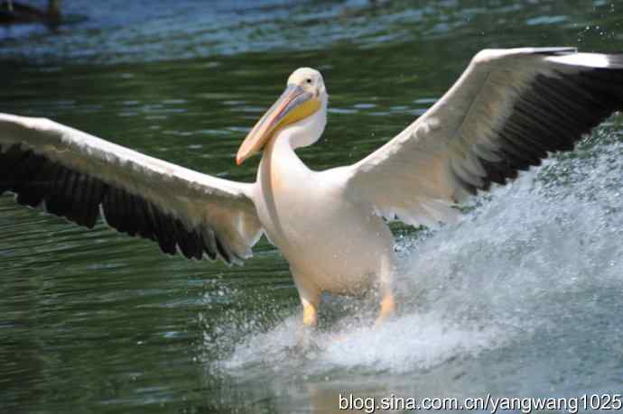 明星（鹈鹕大白）