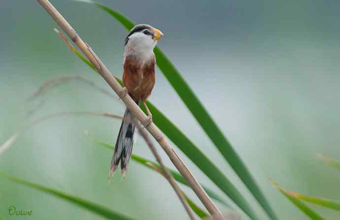 震旦鸦雀:芦野中的超然隐士* 震旦鸦雀:芦野中的超然隐士*
