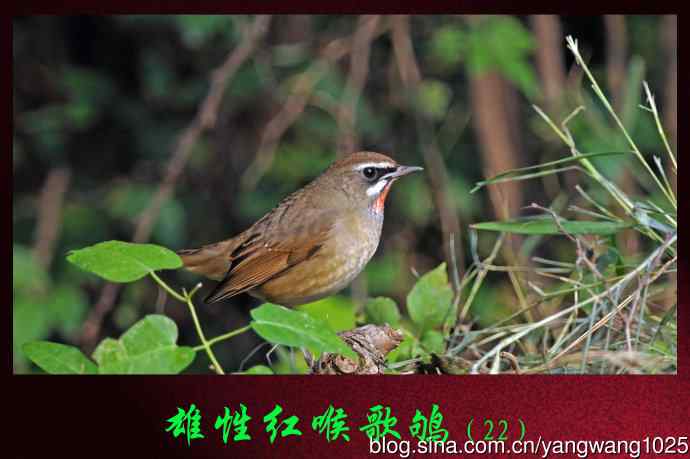 雄性红喉歌鸲（22）