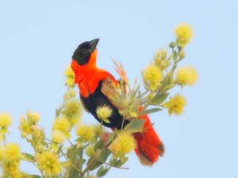 美丽无罪：雀鸟之寡妇鸟