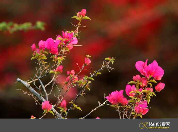 西双版纳拍鸟之一【实拍】