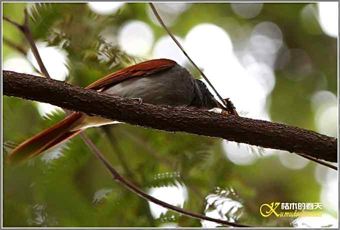 再拍寿带鸟【照片】 再拍寿带鸟【照片】