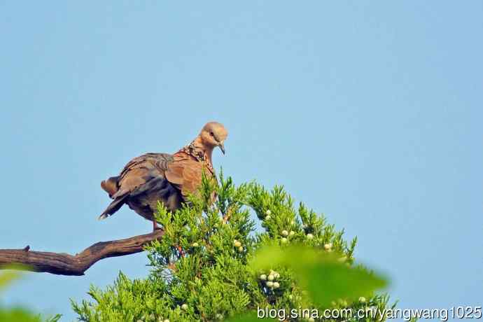昨天的收获（杂片）