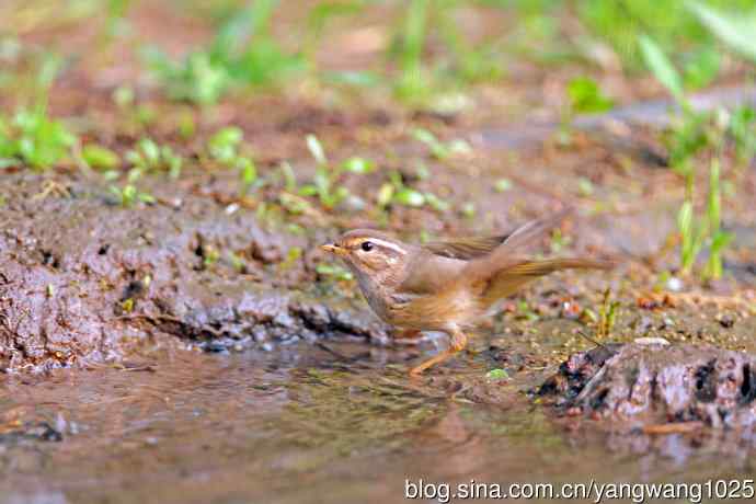 褐柳莺（4）