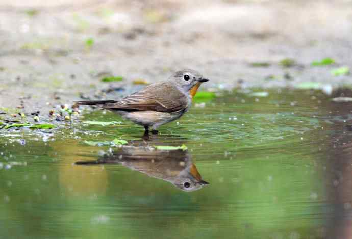 浴（红喉姬鹟）