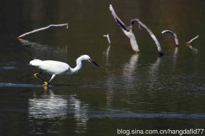 美国鸟类摄影——雪鹭（9）