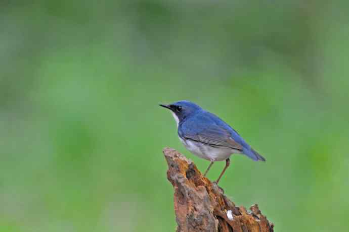 雄性蓝歌鸲（12）