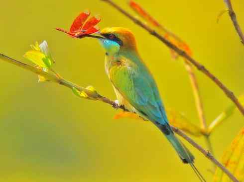 绝色攀禽：佛法僧目之蜂虎3