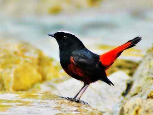 美丽无罪：雀鸟之溪鸲