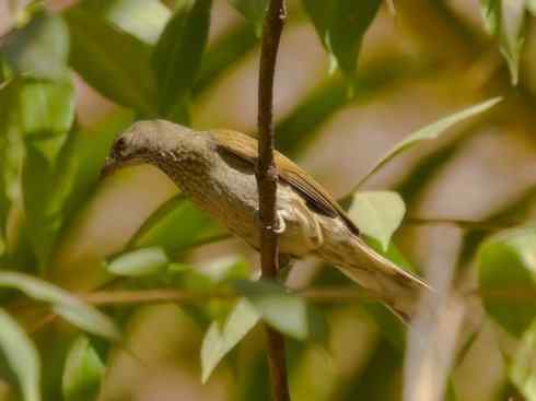 十大喜食蜂蜜动物:黑喉响蜜鴷 十大喜食蜂蜜动物:黑喉响蜜鴷