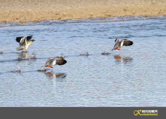 月亮湾拍的“秋沙鸭”【实拍】