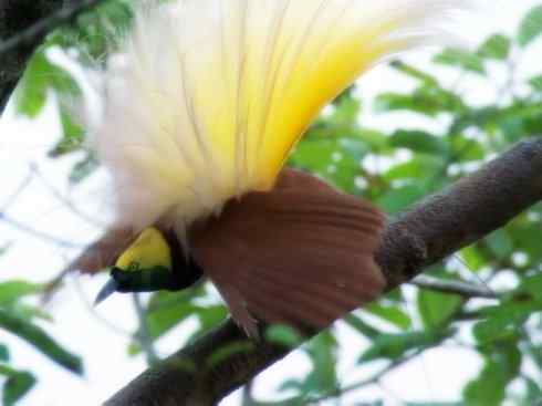 美丽无罪:雀鸟之极乐鸟 美丽无罪:雀鸟之极乐鸟