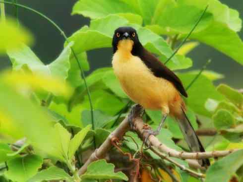 雀鸟也彪悍：别惹我（小嘲鸫）