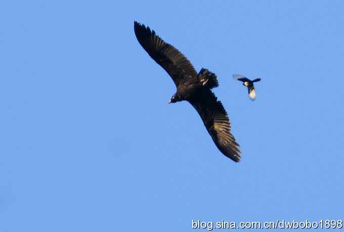 奔袭峡谷 wbr深山围剿座山雕 奔袭峡谷 wbr深山围剿座山雕