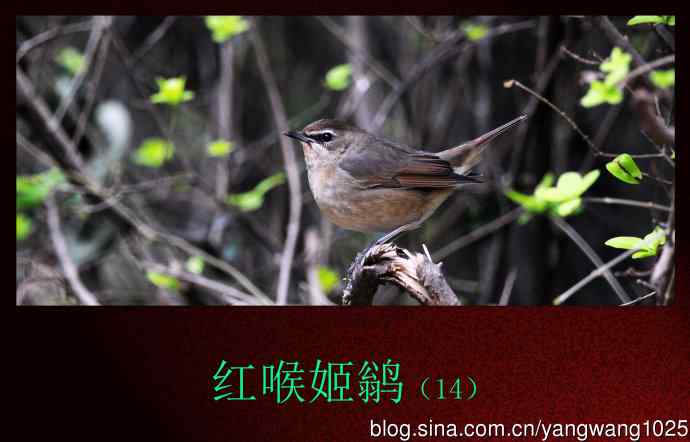 红喉姬鹟（14）