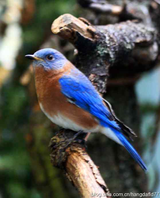 珍禽系列：东蓝鸲