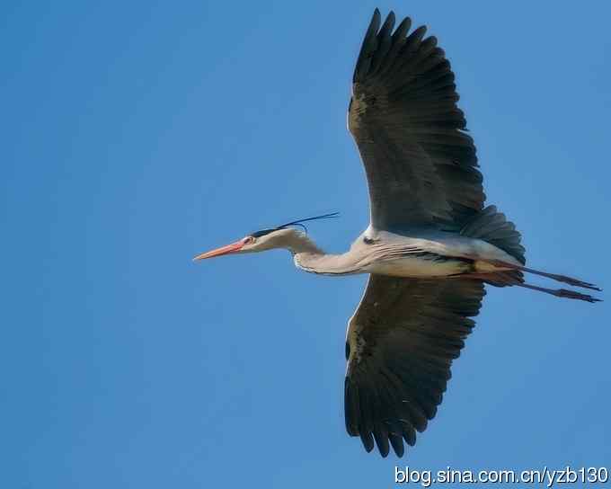 翠湖繁殖羽（组图，12张图片）