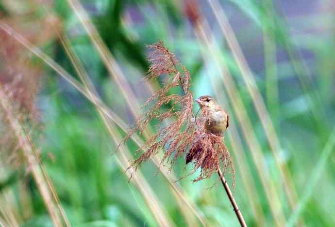 东方大苇莺（2）