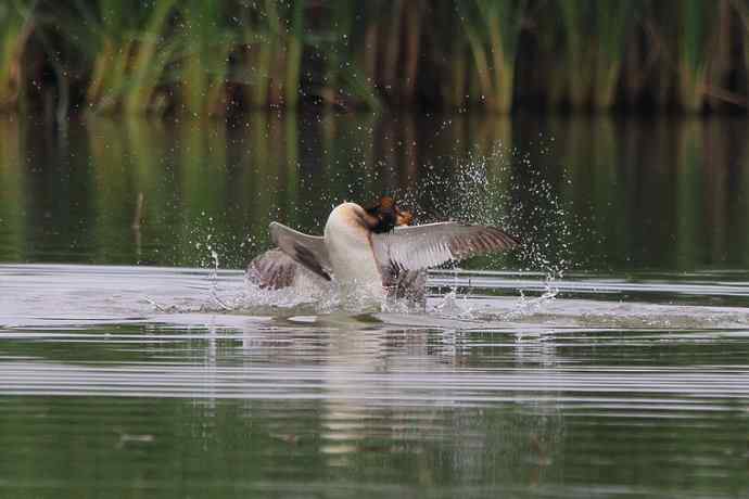 凤头鸊鷉（五）护犊撕打