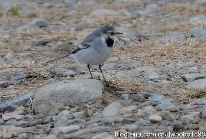 东花园观鸟生境记录 东花园观鸟生境记录