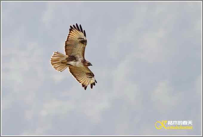 飞翔的鸟【照片】