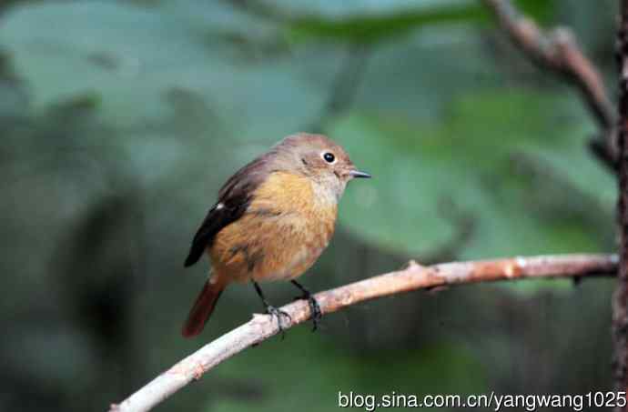 雌性北红尾鸲（10）