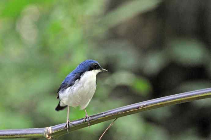 雄性蓝歌鸲（9）