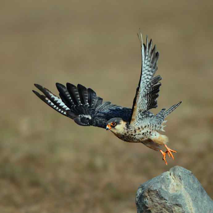 野鸭湖车拍阿穆尔隼