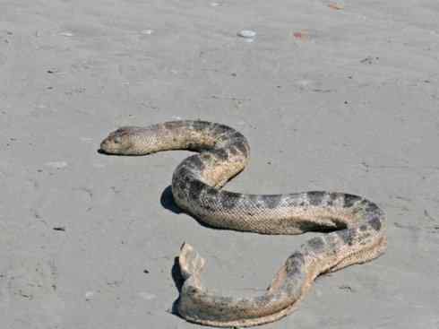 龙：传说的兽原型探秘（海蛇类）