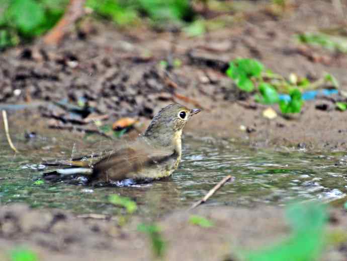 回顾2011年（金胸歌鸲）