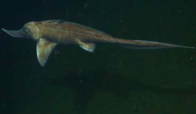 鱼类活化石：长吻银鲛