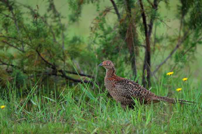 野鸭湖de黑卷尾