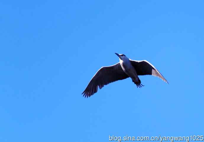 飞(夜鹭)48 飞(夜鹭)48